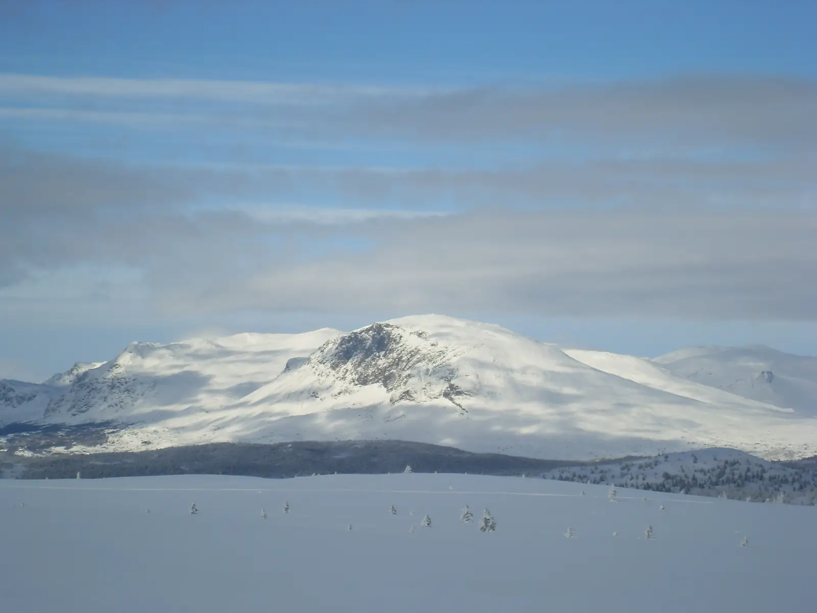 Skogshorn